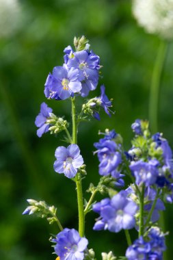 Çiçek açan Jacobs merdiveninin (polemonyum caeruleum) kapağı