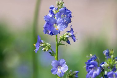 Çiçek açan Jacobs merdiveninin (polemonyum caeruleum) kapağı