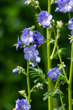 Çiçek açan Jacobs merdiveninin (polemonyum caeruleum) kapağı