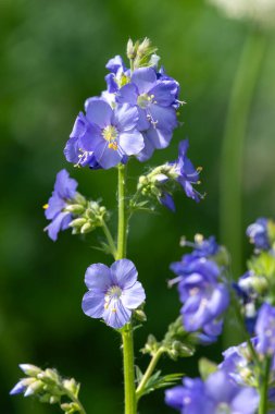Çiçek açan Jacobs merdiveninin (polemonyum caeruleum) kapağı