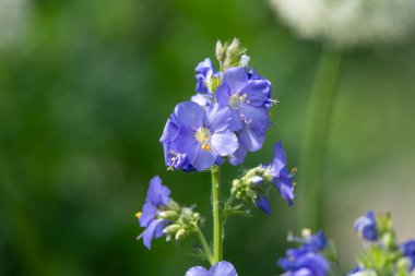 Çiçek açan Jacobs merdiveninin (polemonyum caeruleum) kapağı