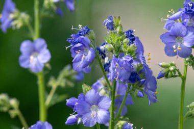 Çiçek açan Jacobs merdiveninin (polemonyum caeruleum) kapağı