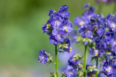 Çiçek açan Jacobs merdiveninin (polemonyum caeruleum) kapağı