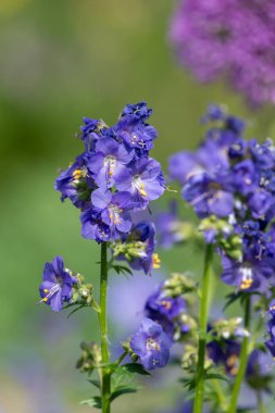 Çiçek açan Jacobs merdiveninin (polemonyum caeruleum) kapağı