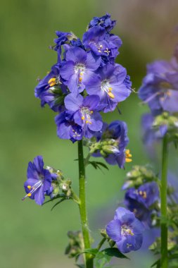 Çiçek açan Jacobs merdiveninin (polemonyum caeruleum) kapağı