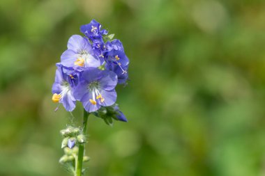 Çiçek açan Jacobs merdiveninin (polemonyum caeruleum) kapağı
