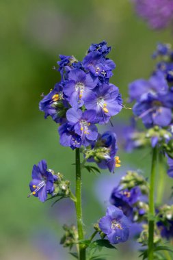 Çiçek açan Jacobs merdiveninin (polemonyum caeruleum) kapağı
