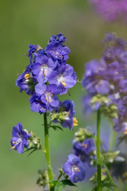 Çiçek açan Jacobs merdiveninin (polemonyum caeruleum) kapağı