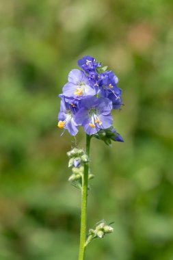 Çiçek açan Jacobs merdiveninin (polemonyum caeruleum) kapağı