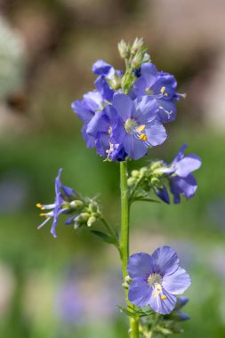 Çiçek açan Jacobs merdiveninin (polemonyum caeruleum) kapağı