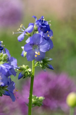 Çiçek açan Jacobs merdiveninin (polemonyum caeruleum) kapağı