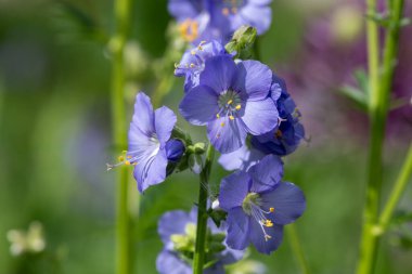 Çiçek açan Jacobs merdiveninin (polemonyum caeruleum) kapağı