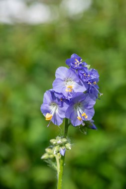 Çiçek açan Jacobs merdiveninin (polemonyum caeruleum) kapağı