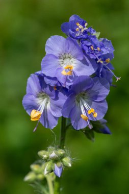 Çiçek açan Jacobs merdiveninin (polemonyum caeruleum) kapağı