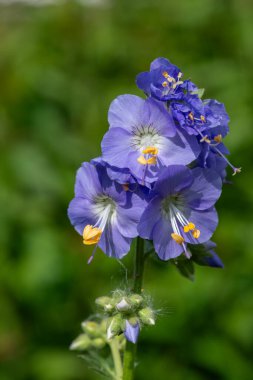 Çiçek açan Jacobs merdiveninin (polemonyum caeruleum) kapağı