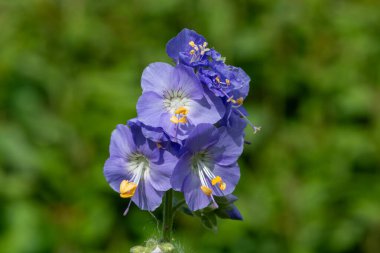 Çiçek açan Jacobs merdiveninin (polemonyum caeruleum) kapağı