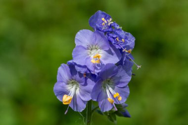 Çiçek açan Jacobs merdiveninin (polemonyum caeruleum) kapağı
