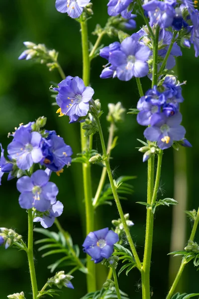 Çiçek açan Jacobs merdiveninin (polemonyum caeruleum) kapağı