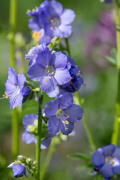 Çiçek açan Jacobs merdiveninin (polemonyum caeruleum) kapağı