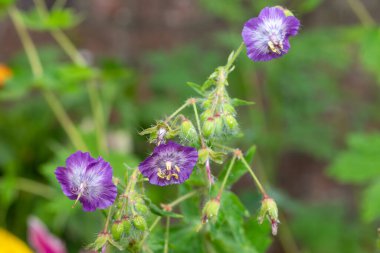 Esmer turnaların gagasını kapat (sardunya fatihi) çiçeklerin açtığı