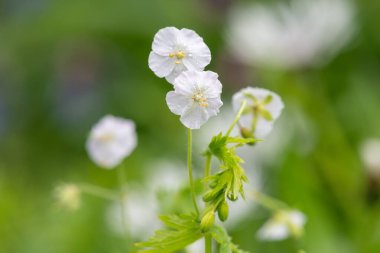 Beyaz esmer turnaların gagasını kapat (sardunya phaeum) çiçek açmış