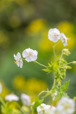 Beyaz esmer turnaların gagasını kapat (sardunya phaeum) çiçek açmış