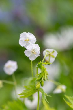 Beyaz esmer turnaların gagasını kapat (sardunya phaeum) çiçek açmış