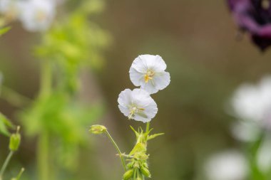 Beyaz esmer turnaların gagasını kapat (sardunya phaeum) çiçek açmış