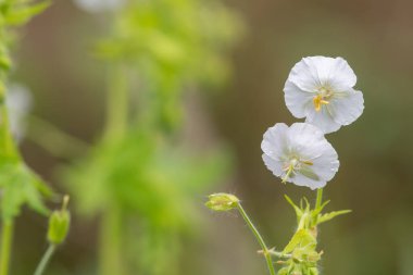 Beyaz esmer turnaların gagasını kapat (sardunya phaeum) çiçek açmış