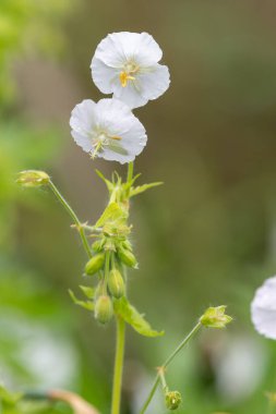 Beyaz esmer turnaların gagasını kapat (sardunya phaeum) çiçek açmış
