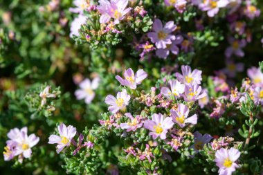 Çiçek açan yaygın deniz fundalığına (frankenia laevis) yakın plan