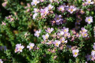Çiçek açan yaygın deniz fundalığına (frankenia laevis) yakın plan