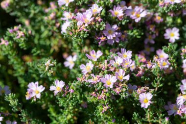 Çiçek açan yaygın deniz fundalığına (frankenia laevis) yakın plan
