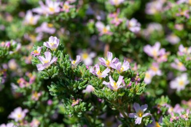 Çiçek açan yaygın deniz fundalığına (frankenia laevis) yakın plan