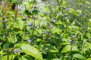 Yeni aşk klematisine (Klematis heracleifolia) yakın çiçek