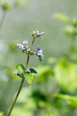 Yeni aşk klematisine (Klematis heracleifolia) yakın çiçek