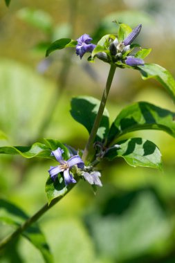 Yeni aşk klematisine (Klematis heracleifolia) yakın çiçek