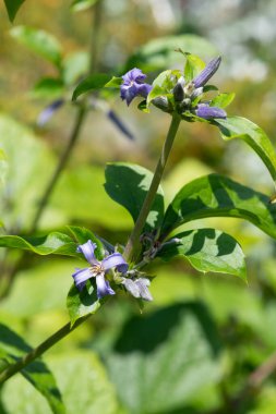 Yeni aşk klematisine (Klematis heracleifolia) yakın çiçek