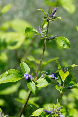 Yeni aşk klematisine (Klematis heracleifolia) yakın çiçek