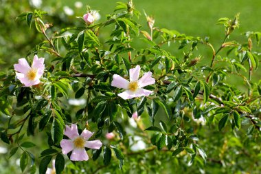 Yol boyunca bir çalılıkta yabani çiçekler.