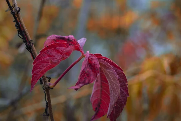 Last Living Red Maple Leaves November Upstate New York — Stock Photo, Image