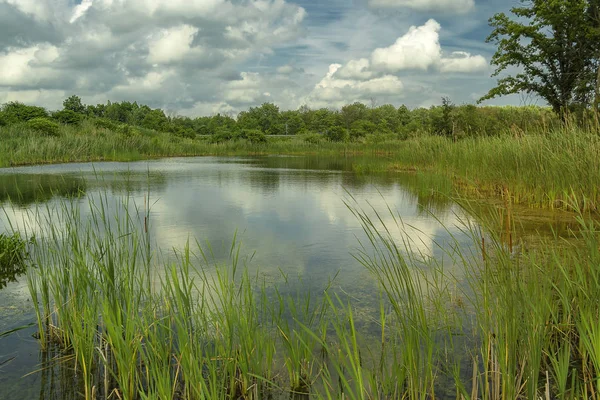 Zoet Water Marsh Upstate New York — Stockfoto