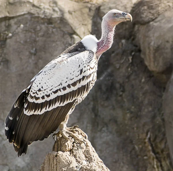 Avvoltoio Grifone Ruppell Nello Zoo — Foto Stock