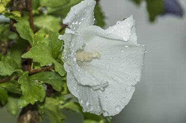 Beyaz Hawaiian ebegümeci bir Closeup çekim