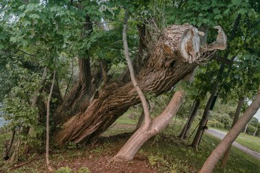 Eski bir testereyle ağaç Batı Kanada Creek at