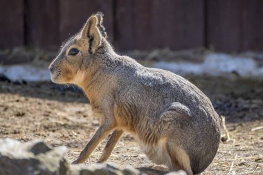Patagonya Cavy bir Closeup çekim