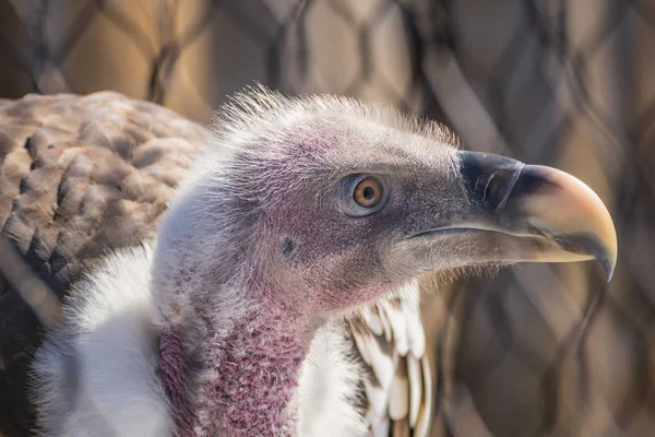 Um perfil de cabeça tiro de um abutre Griffon — Fotografia de Stock