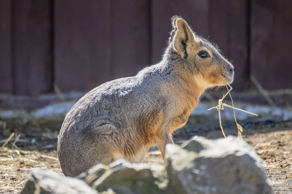 Una foto del perfil de Patagonian Cavy — Foto de Stock