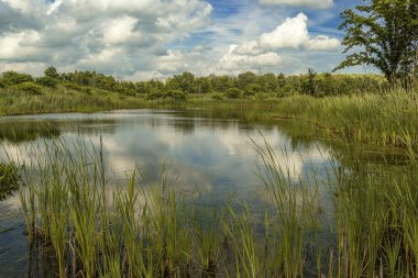 Orta New York'ta Su Marsh Manzara