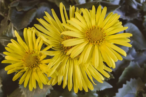 Nahaufnahme von Gerbera-Gänseblümchen — Stockfoto